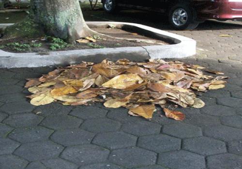 Lapangan Kerja Baru Olahan Ekonomis Sampah Organik